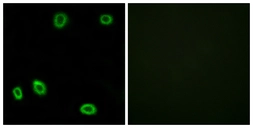 Anti-OR5L1 + OR5L2 antibody used in Immunocytochemistry/ Immunofluorescence (ICC/IF). GTX87740