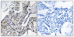 Anti-GBP4 antibody used in IHC (Paraffin sections) (IHC-P). GTX87744