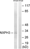 Anti-NXPH3 antibody used in Western Blot (WB). GTX87745