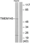 Anti-TMEM145 antibody used in Western Blot (WB). GTX87759