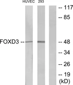 Anti-FOXD3 antibody used in Western Blot (WB). GTX87777