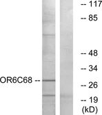 Anti-OR6C68 antibody used in Western Blot (WB). GTX87818