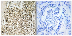Anti-CEP350 antibody used in IHC (Paraffin sections) (IHC-P). GTX87833