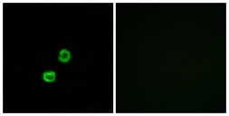 Anti-GCNT7 antibody used in Immunocytochemistry/ Immunofluorescence (ICC/IF). GTX87834