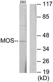 Anti-MOS antibody used in Western Blot (WB). GTX87858