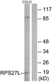 Anti-RPS27L antibody used in Western Blot (WB). GTX87859