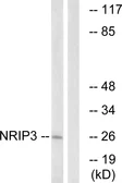 Anti-NRIP3 antibody used in Western Blot (WB). GTX87860
