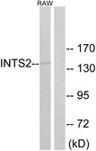 Anti-INTS2 antibody used in Western Blot (WB). GTX87882
