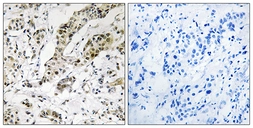 Anti-TCEAL3 + TCEAL5 + TCEAL6 antibody used in IHC (Paraffin sections) (IHC-P). GTX87887