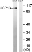 Anti-USP13 antibody used in Western Blot (WB). GTX87905