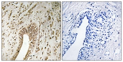 Anti-PHF3 antibody used in IHC (Paraffin sections) (IHC-P). GTX87923