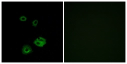 Anti-NPY2R antibody used in Immunocytochemistry/ Immunofluorescence (ICC/IF). GTX87927