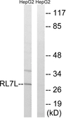 Anti-RPL7L1 antibody used in Western Blot (WB). GTX87929