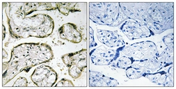Anti-MRPL42 antibody used in IHC (Paraffin sections) (IHC-P). GTX87942