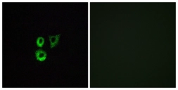 Anti-OR2T3 + OR2T34 antibody used in Immunocytochemistry/ Immunofluorescence (ICC/IF). GTX87968