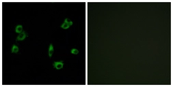 Anti-PEVR1 antibody used in Immunocytochemistry/ Immunofluorescence (ICC/IF). GTX87976