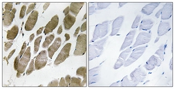 Anti-NMU antibody used in IHC (Paraffin sections) (IHC-P). GTX87991
