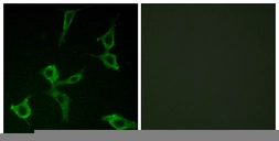 Anti-OR2AG1 + OR2AG2 antibody used in Immunocytochemistry/ Immunofluorescence (ICC/IF). GTX87994