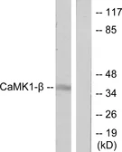 Anti-CaMKI beta antibody used in Western Blot (WB). GTX88001