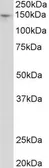 Anti-Pex1 antibody, Internal used in Western Blot (WB). GTX88030