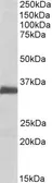 Anti-Ephrin B2 antibody, Internal used in Western Blot (WB). GTX88049