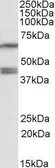 Anti-PON2 antibody, Internal used in Western Blot (WB). GTX88137