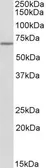 Anti-THEMIS antibody, C-term used in Western Blot (WB). GTX88179