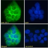 Anti-ZO-1 antibody, Internal used in Immunocytochemistry/ Immunofluorescence (ICC/IF). GTX88275