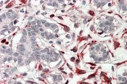 Anti-CXXC4 antibody, C-term used in IHC (Paraffin sections) (IHC-P). GTX88280