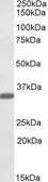 Anti-FGL1 antibody, Internal used in Western Blot (WB). GTX88289