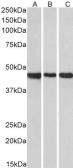 Anti-GPR73B antibody, Internal used in Western Blot (WB). GTX88302