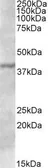 Anti-TFB1M antibody, C-term used in Western Blot (WB). GTX88340