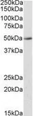 Anti-INDOL1 antibody, C-term used in Western Blot (WB). GTX88374
