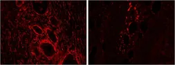 Anti-Heme Oxygenase 2 antibody, Internal used in IHC (Paraffin sections) (IHC-P). GTX88386
