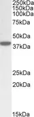 Anti-ERLIN1 antibody, C-term used in Western Blot (WB). GTX88392