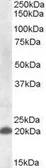 Anti-CD303 antibody, Internal used in Western Blot (WB). GTX88418