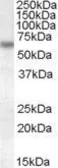 Anti-Granulins antibody, Internal used in Western Blot (WB). GTX88443