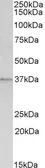 Anti-Annexin A1 antibody, C-term used in Western Blot (WB). GTX88476