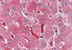 Anti-Ferritin Heavy chain antibody, C-term used in IHC (Paraffin sections) (IHC-P). GTX88497