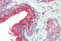 Anti-ANKK1 antibody, Internal used in IHC (Paraffin sections) (IHC-P). GTX88578