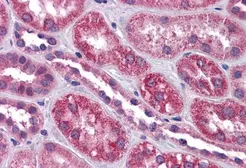 Anti-TRPC4 antibody, Internal used in IHC (Paraffin sections) (IHC-P). GTX88652