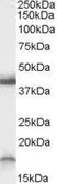 Anti-Ramp1 (C-Term., mouse) antibody, C-term used in Western Blot (WB). GTX88679