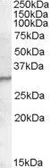Anti-PGRPS antibody, C-term used in Western Blot (WB). GTX88753