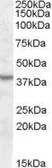 Anti-ASNA1 antibody, Internal used in Western Blot (WB). GTX88779