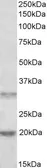 Anti-ASRGL1 antibody, Internal used in Western Blot (WB). GTX88848