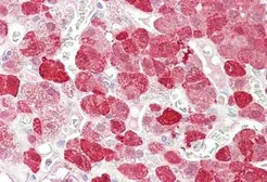 Anti-EPB41L4B antibody, Internal used in IHC (Paraffin sections) (IHC-P). GTX88915