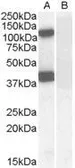Anti-EPB41L2 (aa 593 to 604) antibody, Internal used in Western Blot (WB). GTX88926
