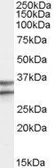 Anti-GPR3 antibody, Internal used in Western Blot (WB). GTX88978