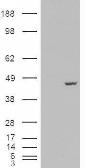 Anti-PCBP4 antibody, C-term used in Western Blot (WB). GTX88982