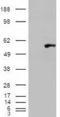 Anti-WIPF1 antibody, C-term used in Western Blot (WB). GTX89003